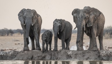 Animal family with baby elephant, African elephants (Loxodonta africana), drinking at the