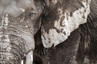 Animal Portrait, Dramatic African Elephant (Loxodonta africana), at a waterhole, Nxai Pan National