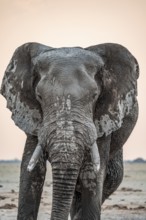Animal Portrait, Dramatic African Elephant (Loxodonta africana), at a waterhole, Nxai Pan National