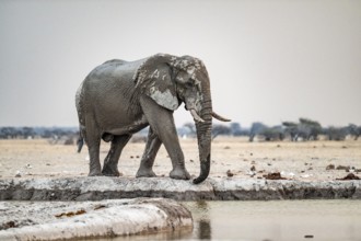 African elephant (Loxodonta africana), at the waterhole, Nxai Pan National Park, Botswana
