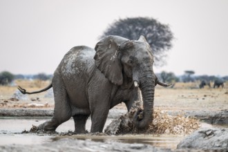 African elephant (Loxodonta africana) running through water at the waterhole, Nxai Pan National