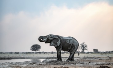 Dramatic African elephant (Loxodonta africana), at waterhole, Nxai Pan National Park, Botswana