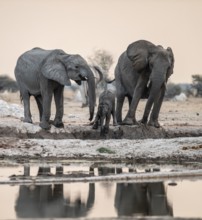 Animal family with baby elephant, African elephants (Loxodonta africana), drinking at the