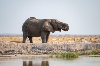African elephant (Loxodonta africana) drinking at waterhole, Nxai Pan National Park, Botswana