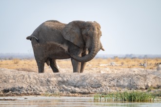 Male, African elephant (Loxodonta africana), mud bath at waterhole, Nxai Pan National Park,