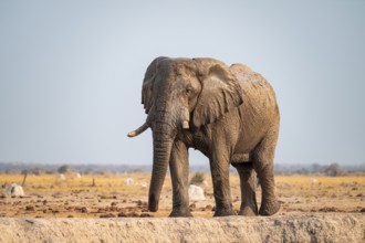 African elephant (Loxodonta africana), at the waterhole, Nxai Pan National Park, Botswana