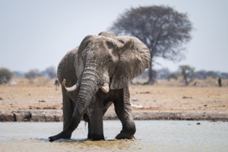 African elephant (Loxodonta africana) bathing in waterhole, Nxai Pan National Park, Botswana