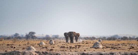Three African elephants (Loxodonta africana) walk across steppe, coming towards us, Nxai Pan