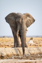 Male, African elephant (Loxodonta africana), drinking at waterhole, Nxai Pan National Park,