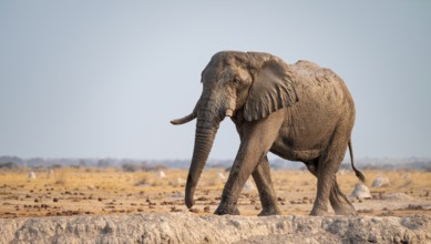 African elephant (Loxodonta africana), Nxai Pan National Park, Botswana