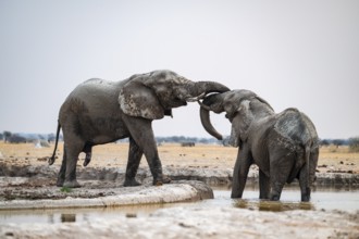 Two males fighting, African elephant (Loxodonta africana), at the waterhole, Nxai Pan National