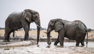 African elephants (Loxodonta africana) drinking at the waterhole, Nxai Pan National Park, Botswana