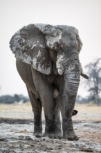 African Elephant (Loxodonta africana), Frontal, Dramatic, Nxai Pan National Park, Botswana