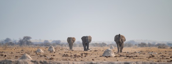 African elephant (Loxodonta africana), at waterhole, Nxai Pan National Park, BotswanaThree African