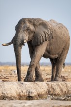 African elephant (Loxodonta africana), at the waterhole, Nxai Pan National Park, Botswana