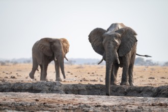 Male, African elephant (Loxodonta africana), drinking at waterhole, Nxai Pan National Park,