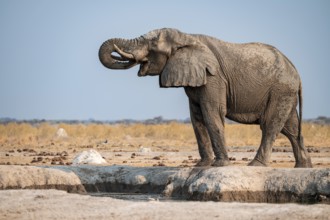 Male, African elephant (Loxodonta africana), drinking at waterhole, Nxai Pan National Park,