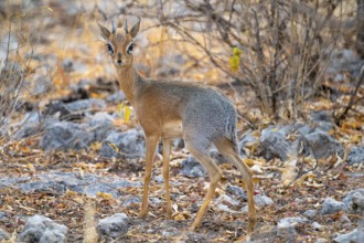 Kirk's Dik-dik (Madoqua kirkii), adult animal in the undergrowth, Etosha National Park, Namibia