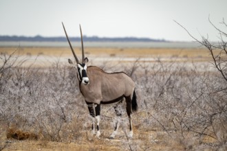Gemsbok, oryx antelope (Oryx gazella), Etosha National Park, Namibia