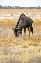 Striped Gnu (Connochaetes taurinus), Etosha National Park, Namibia