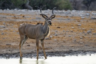 Greater Kudu (Tragelaphus strepsiceros), Etosha National Park, Namibia