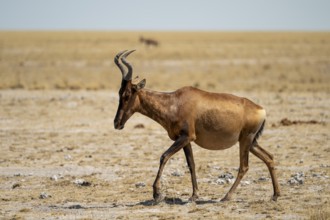 South African cow antelopes (Alcelaphus buselaphus caama), Etosha National Park, Namibia