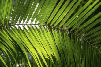 Green palm leaves, beautiful atmosphere and light, Zimbabwe