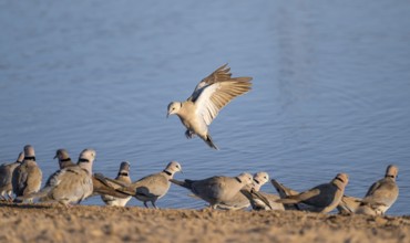 Turkish pigeons at the waterhole, Savuti, Chobe National Park, Botswana