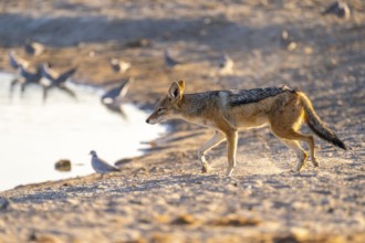 Black-backed jackal (Lupulella mesomelas) at the waterhole, Savuti, Chobe National Park, Botswana