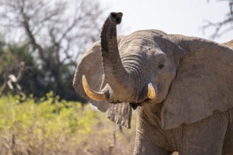 African elephant (Loxodonta africana) sticks trunk into the air, Savuti, Chobe National Park