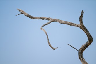 Dry tree, branches rising into the sky, Botswana