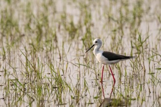 Stilt walker (Himantopus himantopus), Botswana