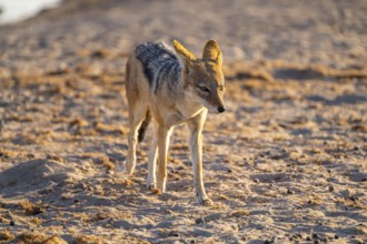 Black-backed jackal (Lupulella mesomelas), Savuti, Chobe National Park National Park, Botswana