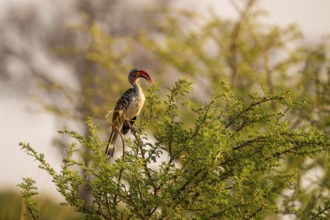 Red-billed toko (Tockus erythrorhynchus), Nxai Pan National Park, Botswana