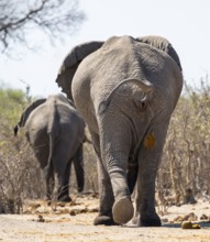 African elephant (Loxodonta africana) craps, animal droppings, funny, Savuti, Chobe National Park