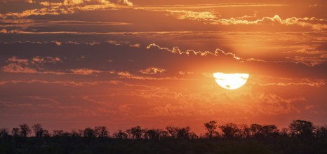 Impressive sunset over the African savanna, silhouette of the horizon with trees in front of the