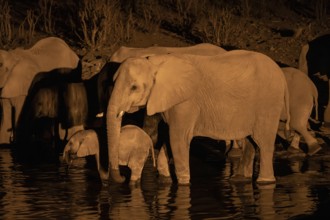 Night view, African elephant (Loxodonta africana), at Halali waterhole, Etosha National Park,