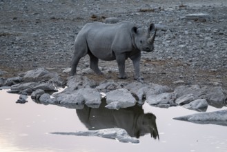 Black rhinoceros (Diceros bicornis) at Halali Waterhole, Etosha National Park, Namibia