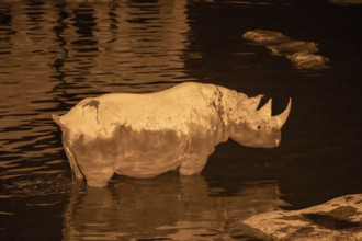 Night view of black rhinoceros (Diceros bicornis) at Halali waterhole, Etosha National Park,