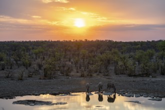 Sunset, steppe zebras (Equus quagga) at Halali waterhole, Etosha National Park, Namibia
