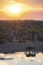 Sunset, steppe zebras (Equus quagga) at Halali waterhole, Etosha National Park, Namibia