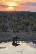 Sunset, black rhinoceros (Diceros bicornis) at Halali waterhole, Etosha National Park, Namibia