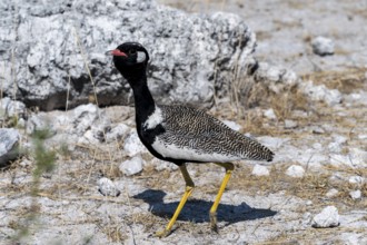 Northern Black Korhaan (Afrotis afraoides), or cackling bustard (Eupodotis afra), male, Etosha