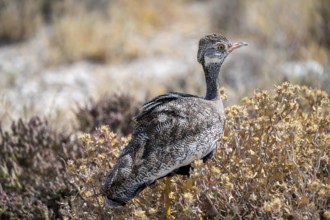 Northern Black Korhaan (Afrotis afraoides), or cackling bustard (Eupodotis afra), female, Etosha