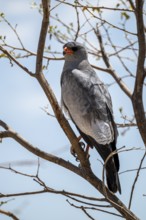 Silver singhawk, also great singhawk (Melierax canorus), Etosha National Park, Namibia