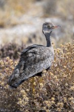 Northern Black Korhaan (Afrotis afraoides), or cackling bustard (Eupodotis afra), female, Etosha