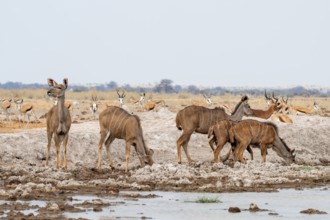 Big Kudu (Tragelaphus strepsiceros), flock drinking at waterhole, Nxai Pan National Park, Botswana