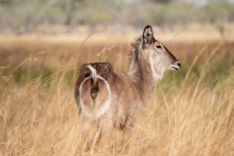 Elliptical waterbuck (Kobus ellipsiprymnus), in tall dry grass, Okavango Delta, Moremi Game