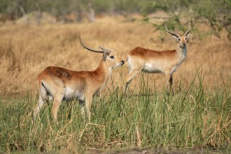 Letschwe or litchi bog antelope (Kobus leche), adult male, in tall dry grass, Okavango Delta,