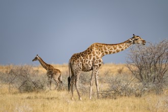 Angola giraffe (Giraffa giraffa angolensis), giraffe in dry savanna, Etosha National Park, Namibia